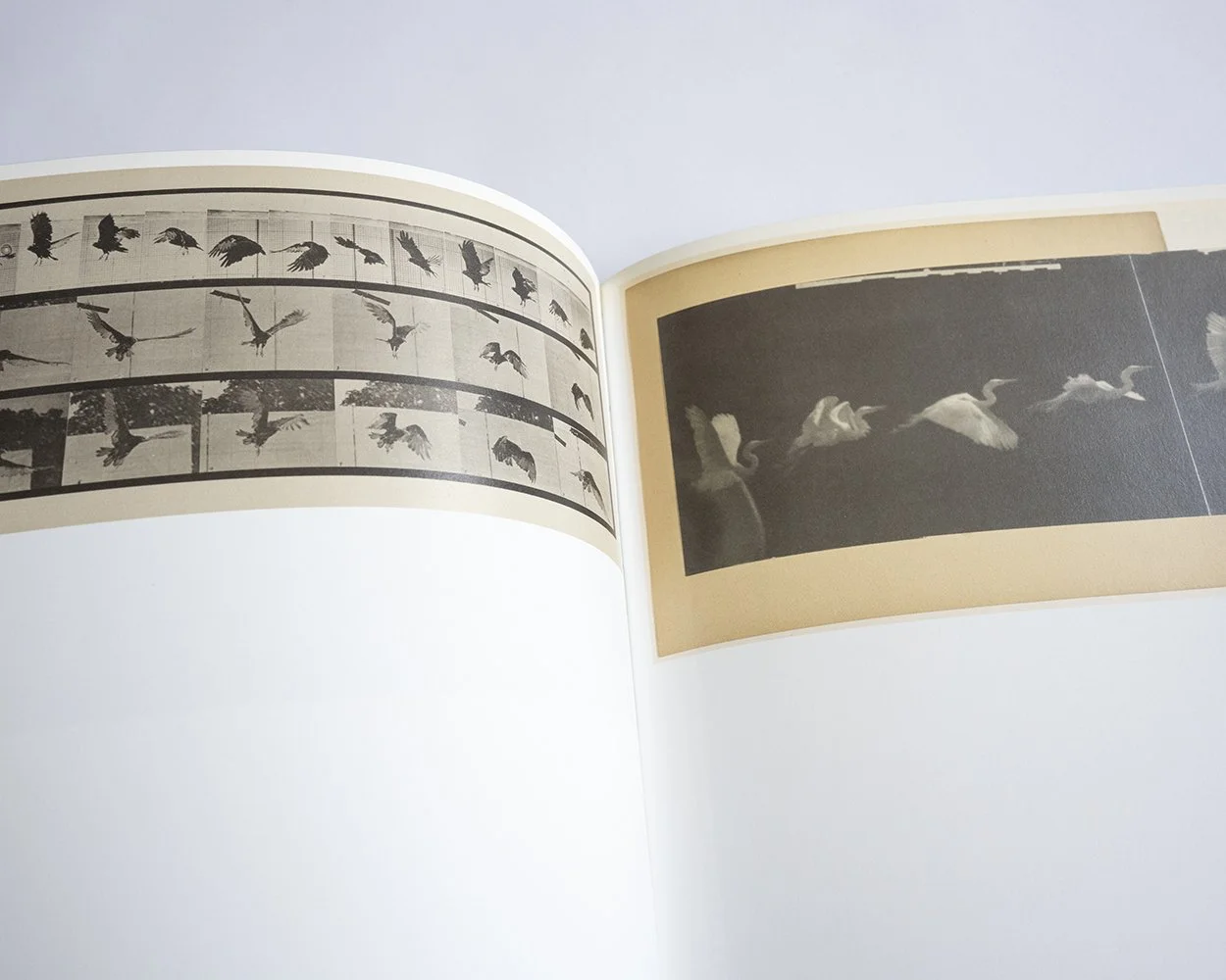 Gabriel Orozco by Gabriel Orozco (signed) — bookdummypress